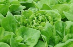 肥料養(yǎng)分檢測儀加快農(nóng)業(yè)科研進程
