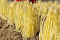 山東云唐土壤重金屬測定儀，值得買嗎？