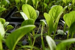 云唐肥料成分測(cè)試儀可以放心購(gòu)買嗎？
